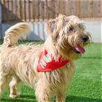 battersea dogs lottery